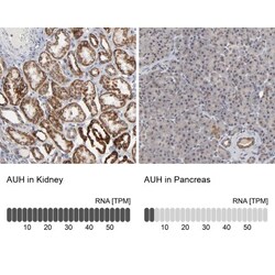 AUH Antibody, Novus Biologicals 0.1mL; Unlabeled:Antibodies, Polyclonal